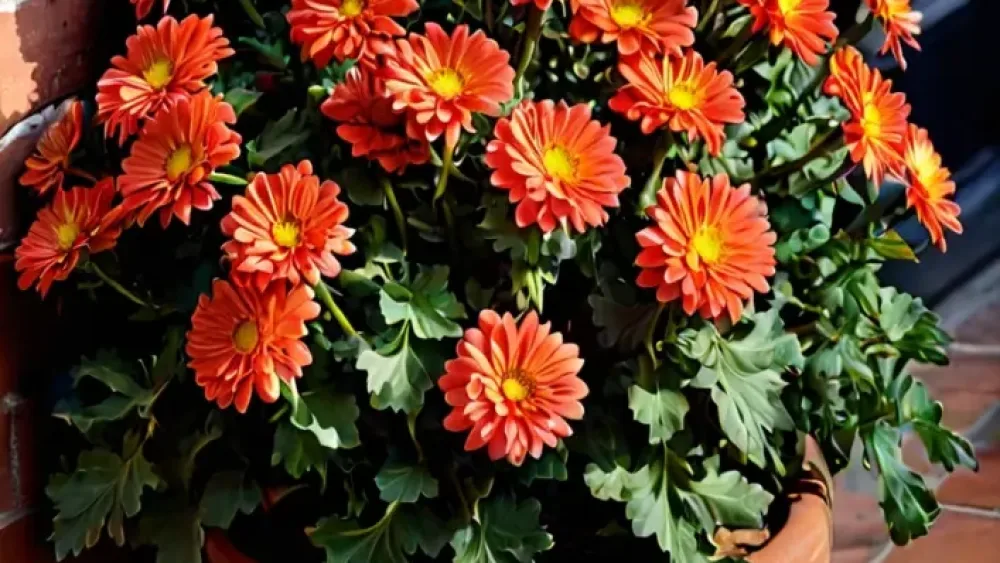 27 Fall Outdoor Planter Ideas That Bring Warmth to Your Porch